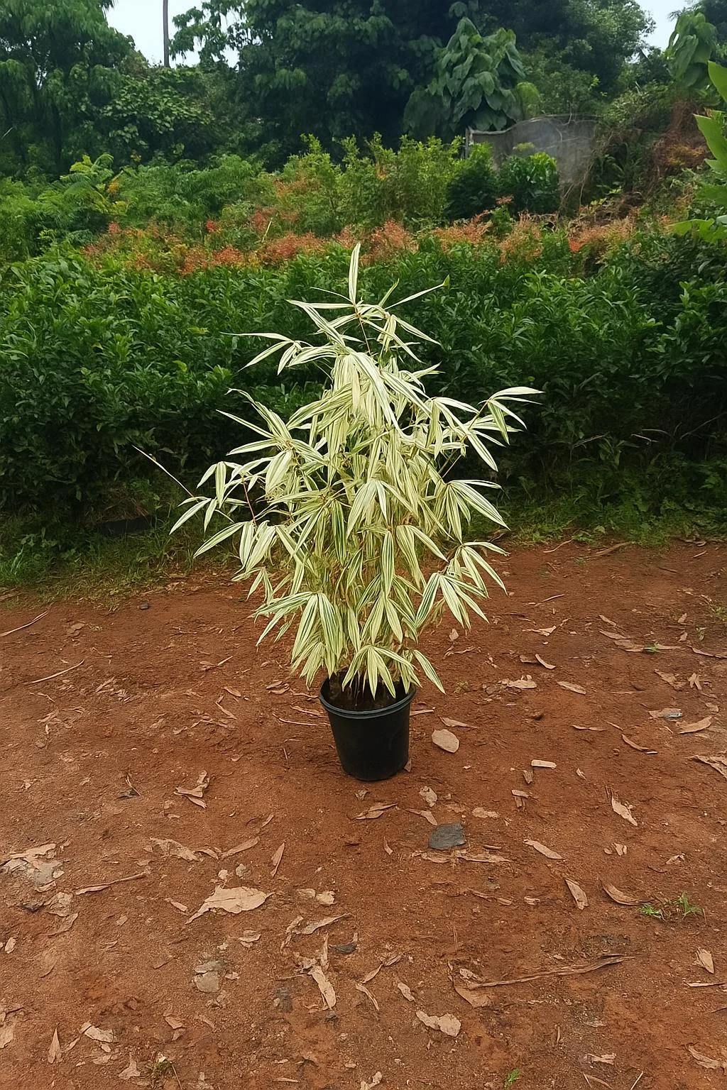 Varigated Bamboo